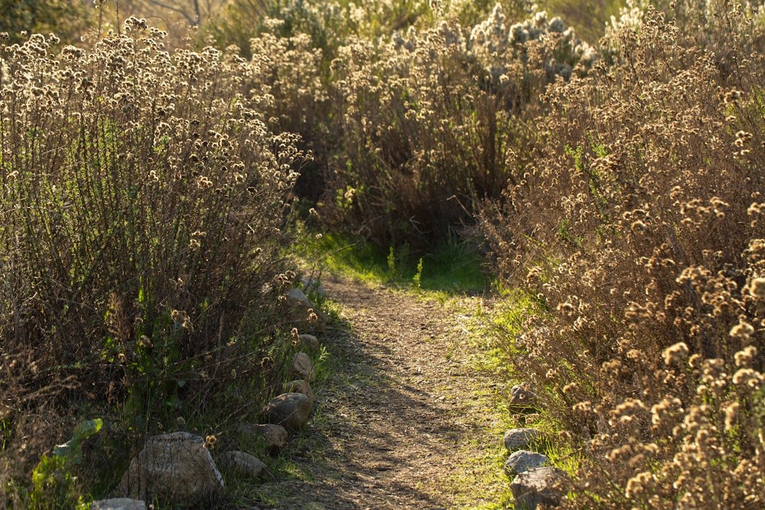 Photo Pilatus flower trail