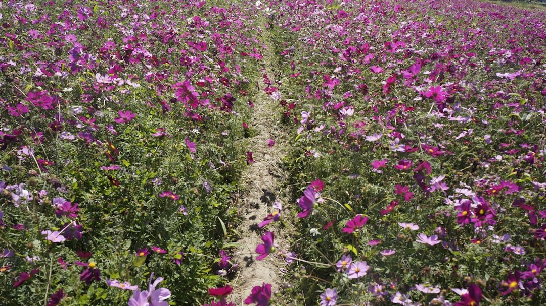 Photo Pilatus flower trail difficulty