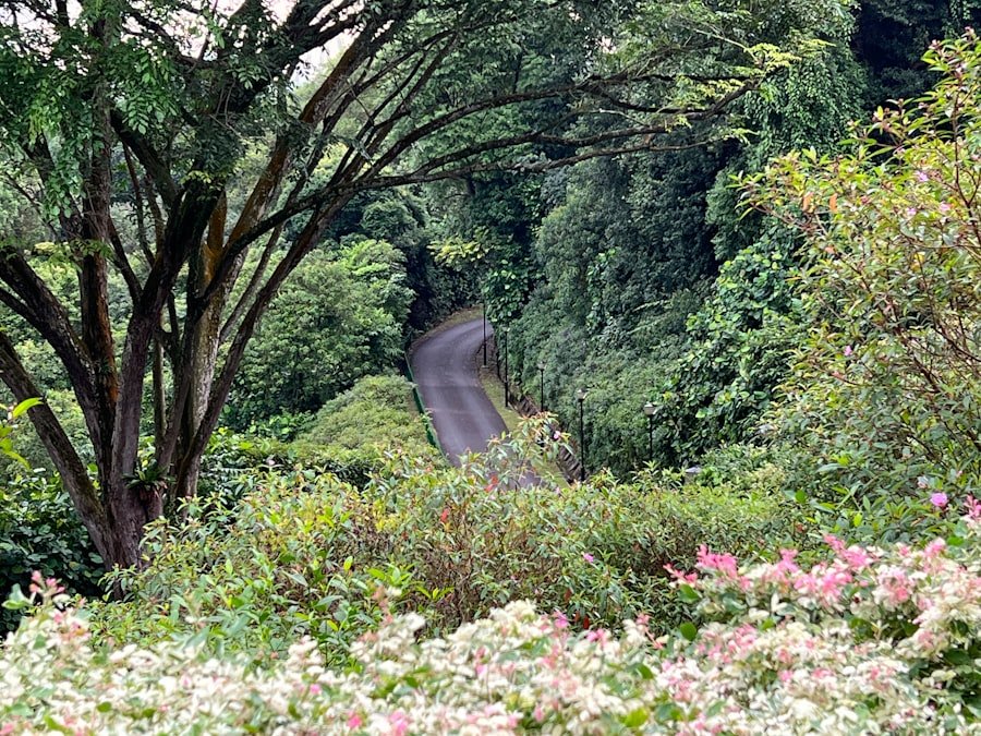 Photo Pilatus flower trail