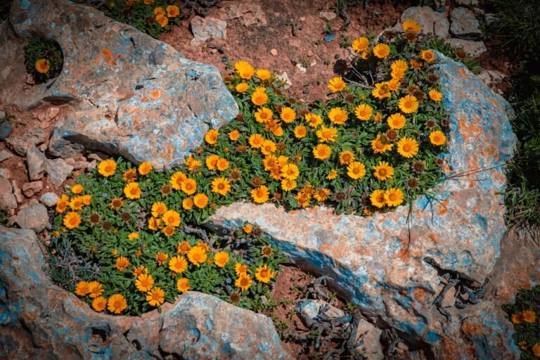 Photo Pilatus flower trail best photo spots