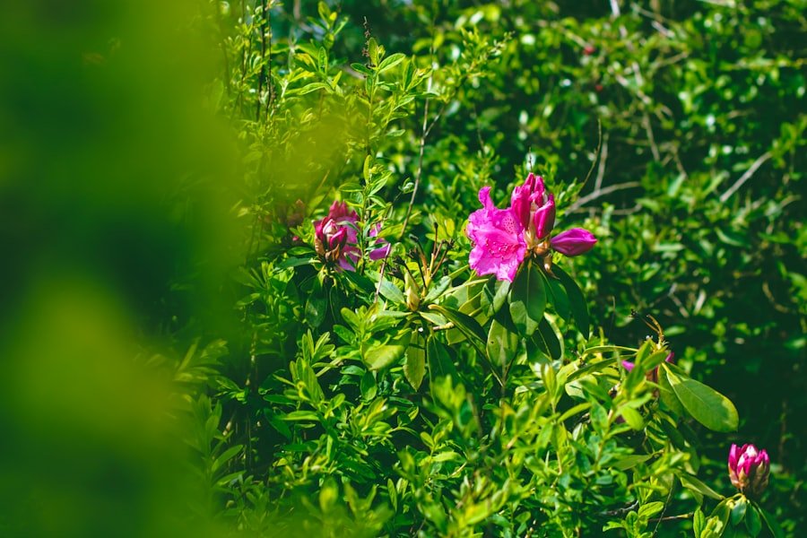 Photo Pilatus flower trail best photo spots