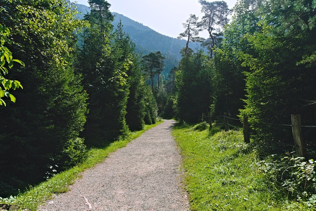 Photo Bachalpsee trail