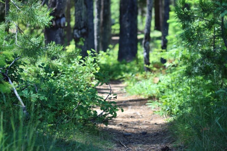 Photo Riffelalp trail