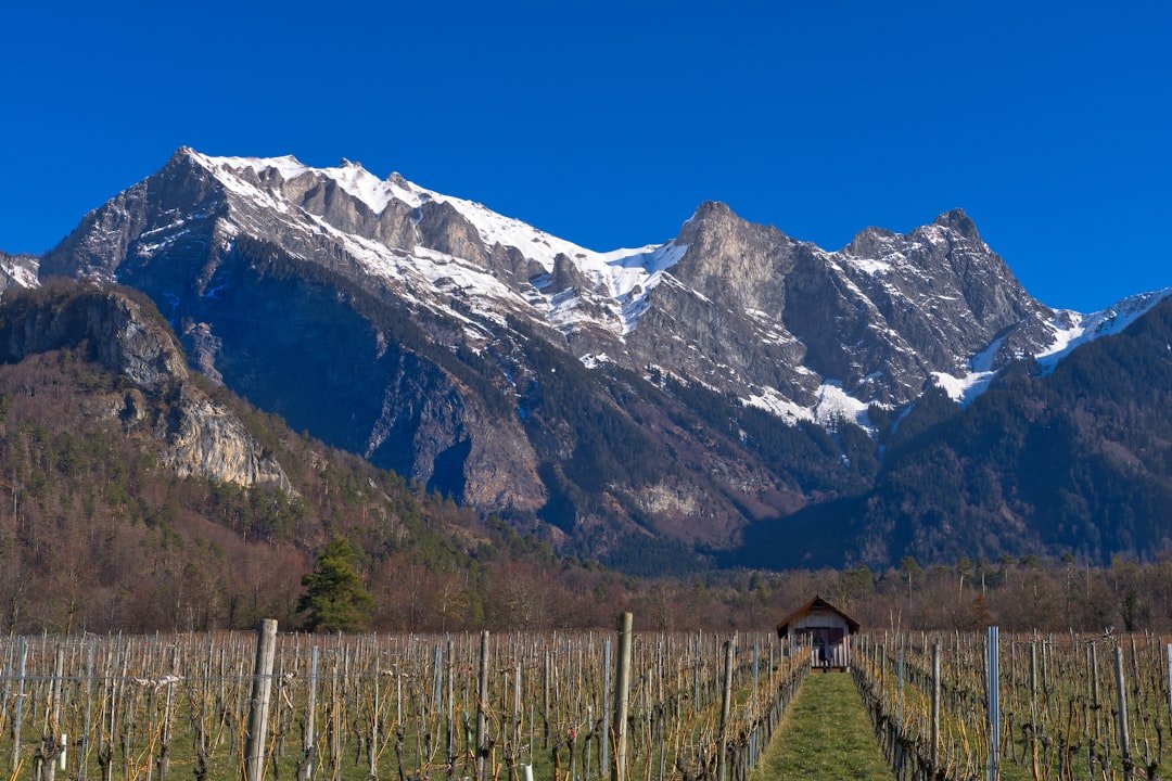 Photo Swiss wine regions guide