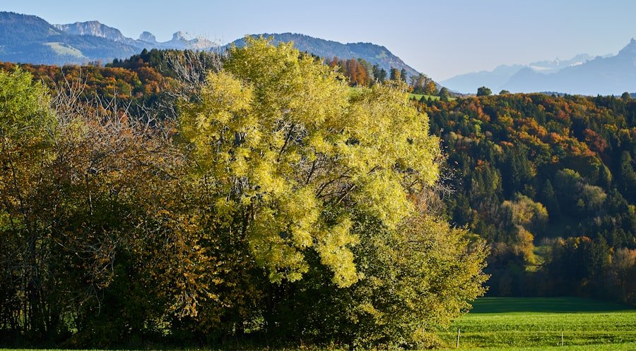 Photo Swiss Alps autumn foliage spots