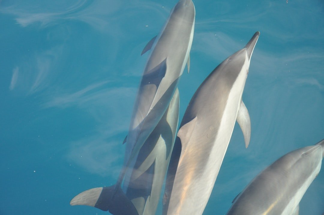 Photo dolphin cruise tips