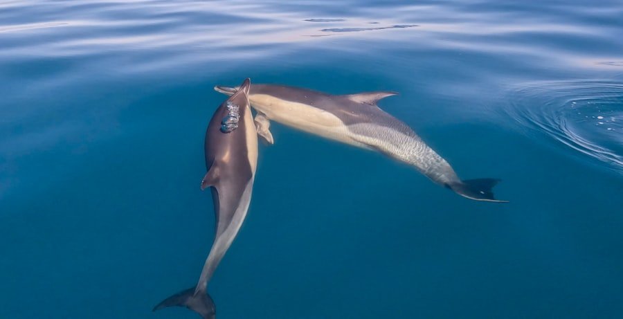 Photo dolphin cruise tips