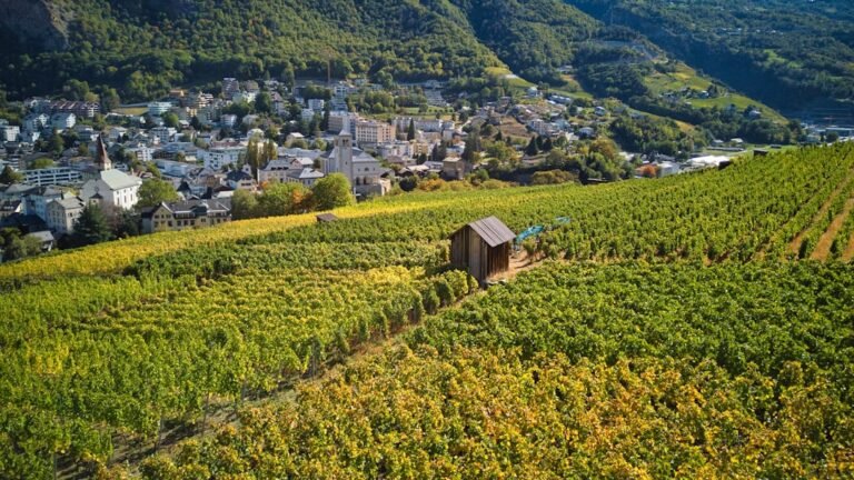 Photo Lavaux vineyards travel guide