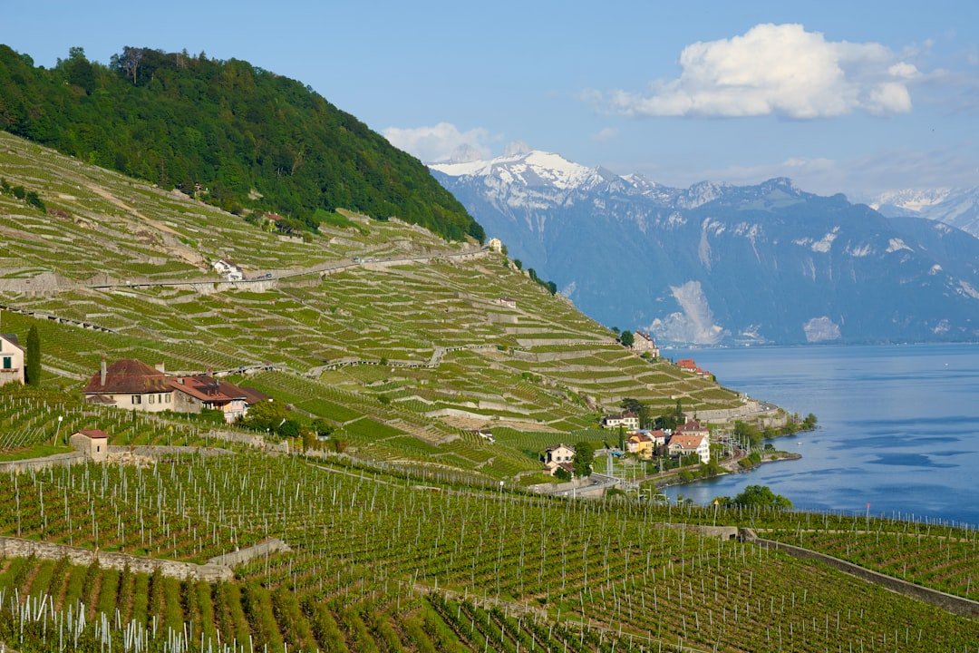 Photo Lavaux vineyards