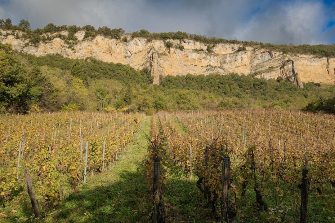 Photo Lavaux vineyards itinerary