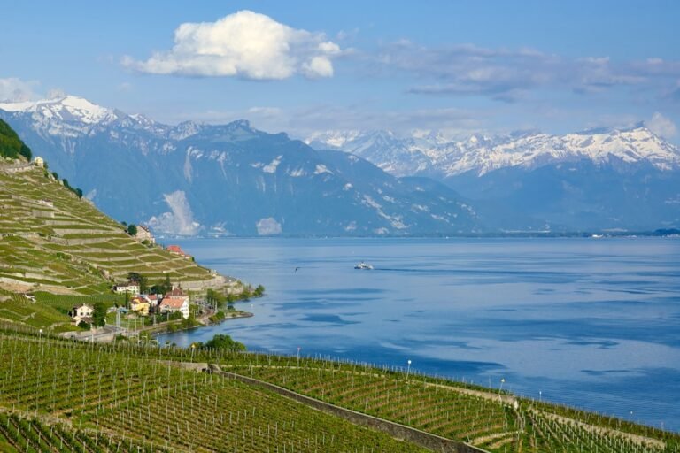 Photo Lavaux vineyards
