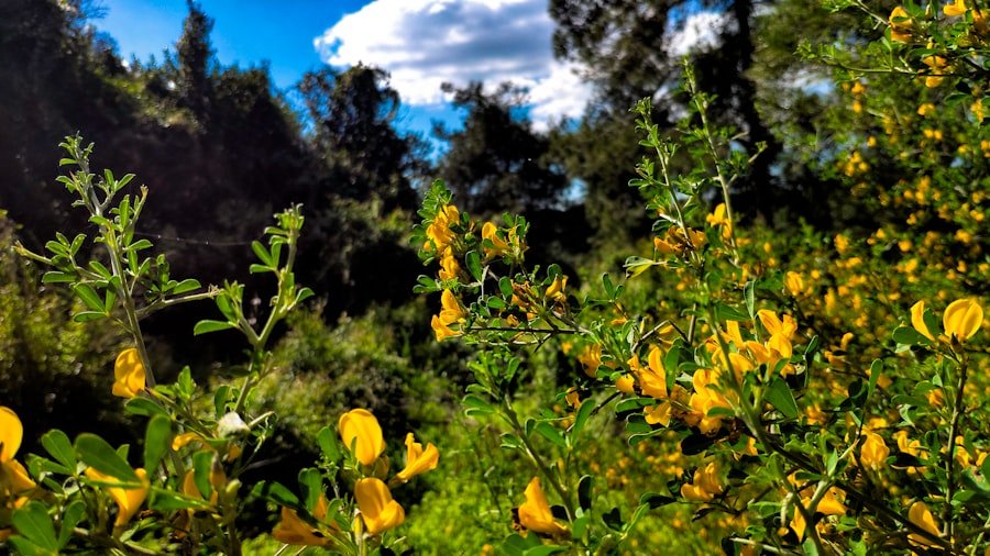 Photo wildflower hikes Alabama