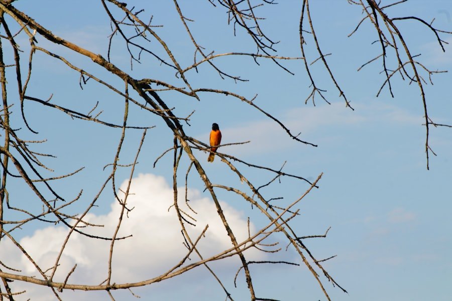 Photo bird watching Alabama