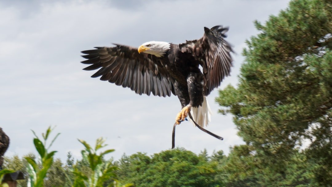 Photo Guntersville State Park eagles
