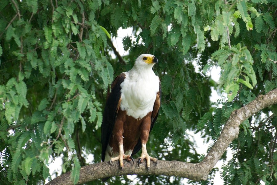 Photo Guntersville State Park eagles