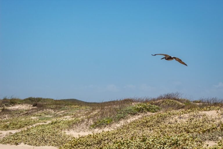 Photo coastal birding trail guide