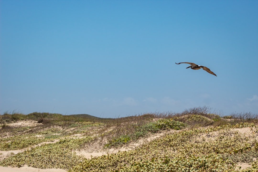 Photo coastal birding trail guide