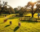 best dog parks edmond