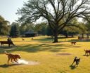top dog parks norman